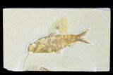 3.6" Fossil Fish (Knightia) - Wyoming - #149839-1